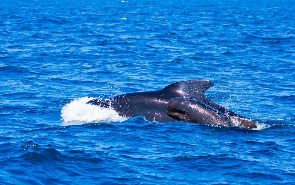 pilot whales, whales, animals